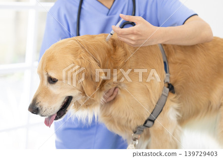 Veterinarian giving an injection to a Golden Retriever Veterinarian giving an injection to a Golden Retriever 139729403