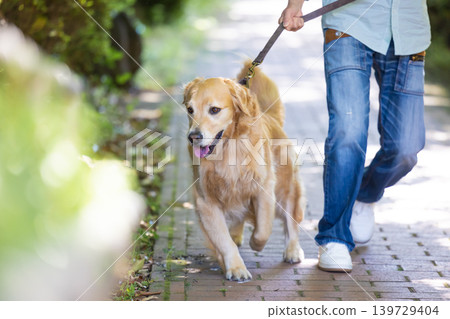 一隻大型寵物，金毛尋回犬，正在散步。 139729404
