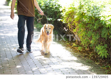 一隻大型寵物,金毛尋回犬,正在散步。 一隻大型寵物,金毛尋回犬,正在散步。 139729405