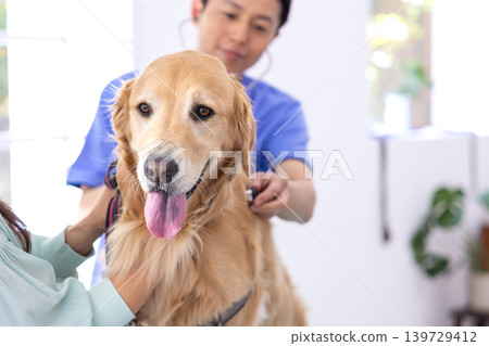 A Golden Retriever receiving a veterinary examination. 139729412