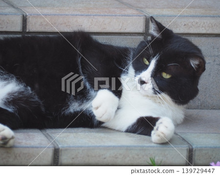 A relaxing cat A relaxing cat 139729447