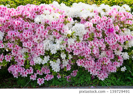Azaleas in full bloom (Spring, April) Azaleas in full bloom (Spring, April) 139729491