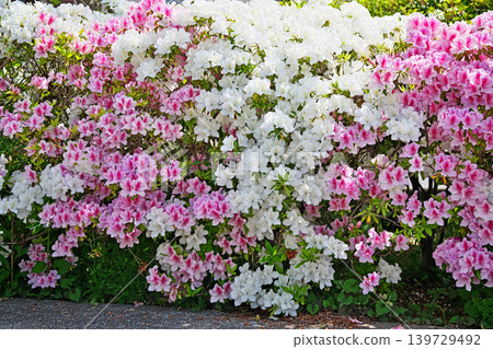 Azaleas in full bloom (Spring, April) Azaleas in full bloom (Spring, April) 139729492