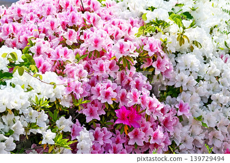 Azaleas in full bloom (Spring, April) Azaleas in full bloom (Spring, April) 139729494