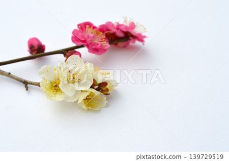 白色背景上的紅白梅花 139729519