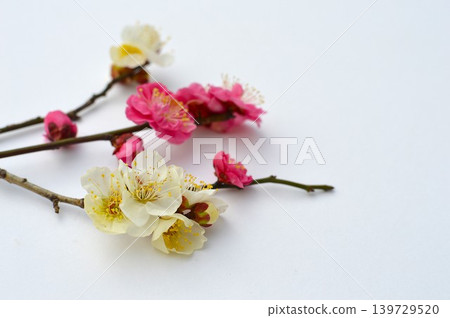 白色背景上的紅白梅花 139729520