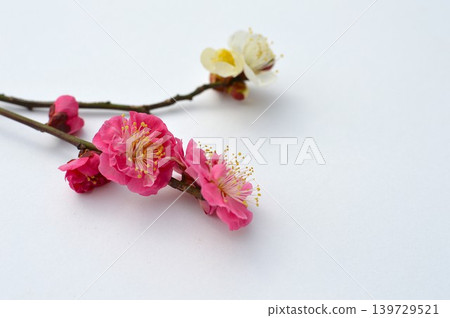 白色背景上的紅白梅花 139729521