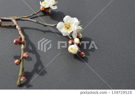 White plum blossoms and buds against a black background White plum blossoms and buds against a black background 139729528