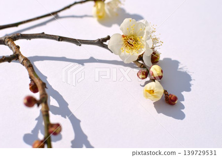 白色背景上的白色梅花和花蕾 白色背景上的白色梅花和花蕾 139729531