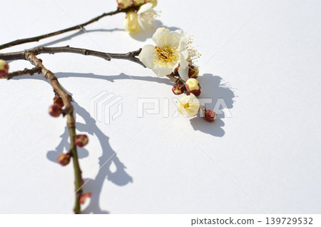 白色背景上的白色梅花和花蕾 白色背景上的白色梅花和花蕾 139729532