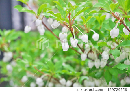 White flowers of Enkianthus perulatus (spring, April) White flowers of Enkianthus perulatus (spring, April) 139729558