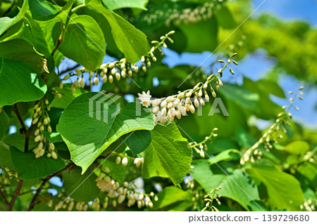 White buds of Styrax obassia (spring, April) White buds of Styrax obassia (spring, April) 139729680