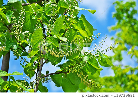 White buds of Styrax obassia (spring, April) White buds of Styrax obassia (spring, April) 139729681
