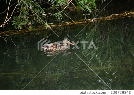 Mallards on an autumn river Mallards on an autumn river 139729848