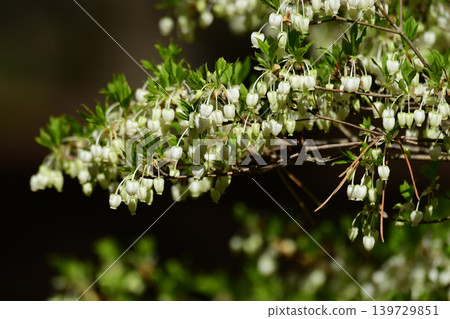小花吊鐘花 小花吊鐘花 139729851