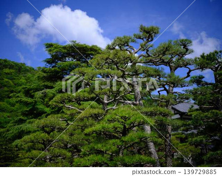 Pine tree (Japanese black pine) Pine tree (Japanese black pine) 139729885