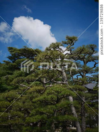 松樹(日本黑松) 松樹(日本黑松) 139729886