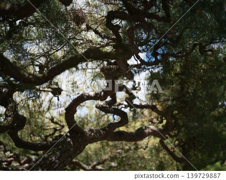 Pine tree (Japanese black pine) Pine tree (Japanese black pine) 139729887