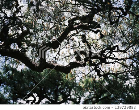 Pine tree (Japanese black pine) Pine tree (Japanese black pine) 139729888