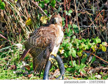 Red-Tailed Hawk Perched on a T-Perch Against a Natural Blackberry Bramble Red-Tailed Hawk Perched on a T-Perch Against a Natural Blackberry Bramble 139729961