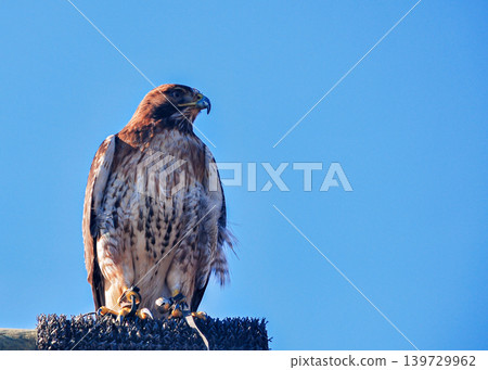 Majestic Red-Tailed Hawk Perched Majestically Against a Clear Blue Sky Majestic Red-Tailed Hawk Perched Majestically Against a Clear Blue Sky 139729962