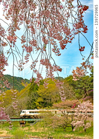 飛驒路,藍天下櫻花盛開的新特急折疊 飛驒路,藍天下櫻花盛開的新特急折疊 139729965