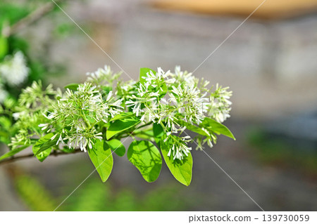 White flowers of the Chionanthus retusus (spring, April) White flowers of the Chionanthus retusus (spring, April) 139730059