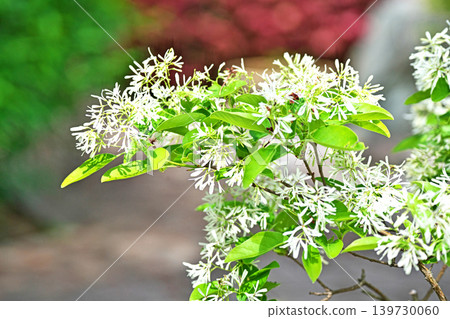 白花雪蘭(Chionanthus retusus)(春季,四月) 白花雪蘭(Chionanthus retusus)(春季,四月) 139730060
