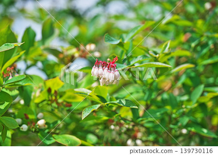 White blueberry blossoms (spring, April) 139730116