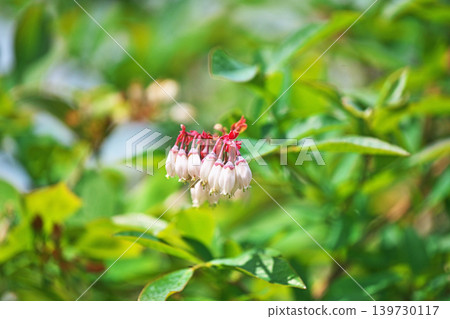 白色藍莓花(春季,四月) 白色藍莓花(春季,四月) 139730117