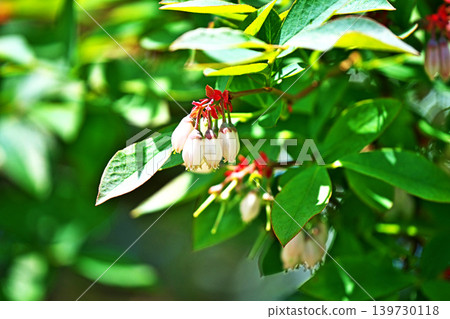 白色藍莓花(春季,四月) 白色藍莓花(春季,四月) 139730118