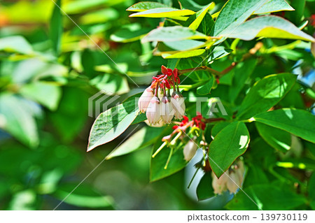 白色藍莓花(春季,四月) 白色藍莓花(春季,四月) 139730119