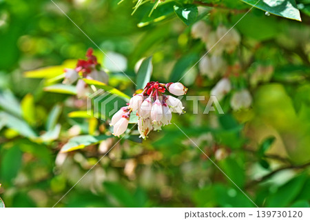 白色藍莓花(春季,四月) 白色藍莓花(春季,四月) 139730120