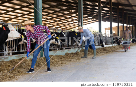 Female farmer working in stall, feeding cows 139730331