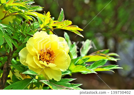 Yellow Button Flower (Spring, April) Yellow Button Flower (Spring, April) 139730402