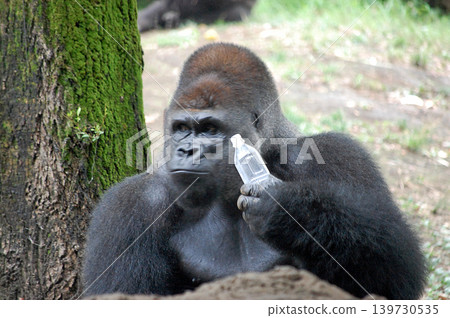 [Gorilla] Left-handed boss gorilla drinking water from a plastic bottle (7) 139730535