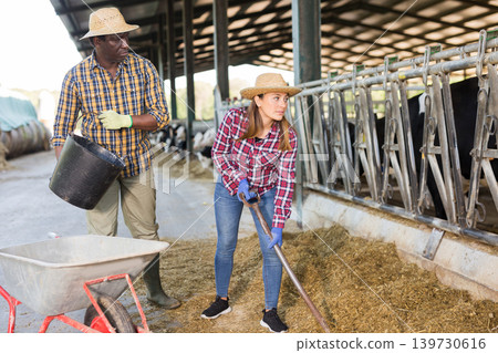 Two farmers working in stall, feeding cows Two farmers working in stall, feeding cows 139730616
