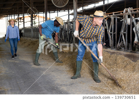 Busy man preparing hay for cows in livestock stall 139730651