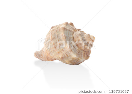Spiral design seashell in natural colors, PNG Spiral design seashell in natural colors, PNG 139731037