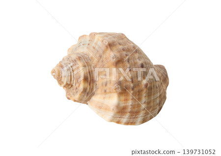 Seashell in a front view showing its curved shape, PNG 139731052