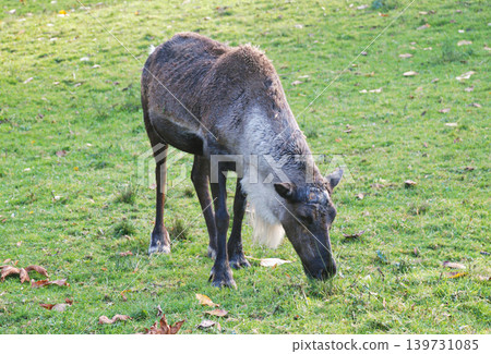 Reindeer Grazing on Green Grass in an Open Pasture During Autumn Reindeer Grazing on Green Grass in an Open Pasture During Autumn 139731085
