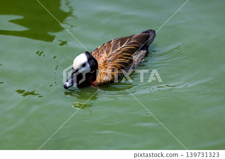 The White-faced Whistling Duck is swimming in the river The White-faced Whistling Duck is swimming in the river 139731323