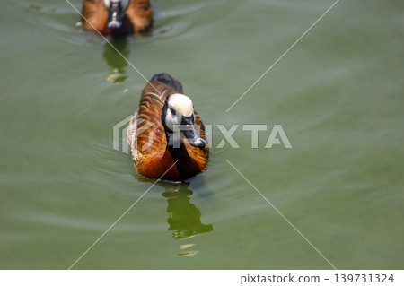The White-faced Whistling Duck is swimming in the river The White-faced Whistling Duck is swimming in the river 139731324