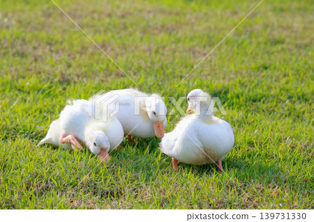 The baby white Duck is eatting in nature garden The baby white Duck is eatting in nature garden 139731330