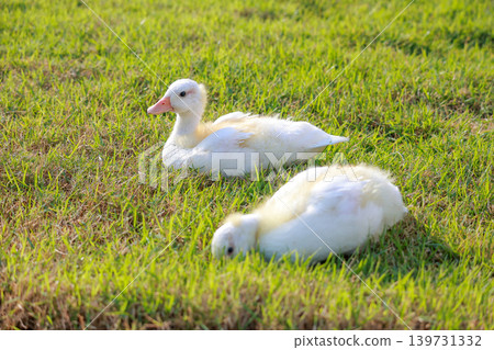 The baby white Duck is eatting in nature garden The baby white Duck is eatting in nature garden 139731332