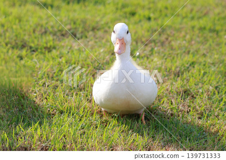 The baby white Duck is eatting in nature garden The baby white Duck is eatting in nature garden 139731333