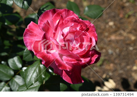 Torch/Rose 139731494