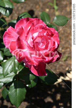 Torch/Rose 139731495