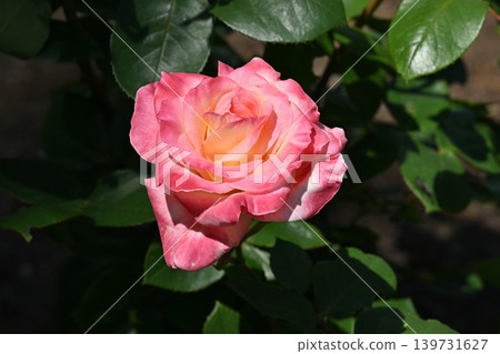 Elegant lady rose Elegant lady rose 139731627
