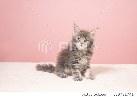 Pink back and Maine Coon kitten Pink back and Maine Coon kitten 139731741